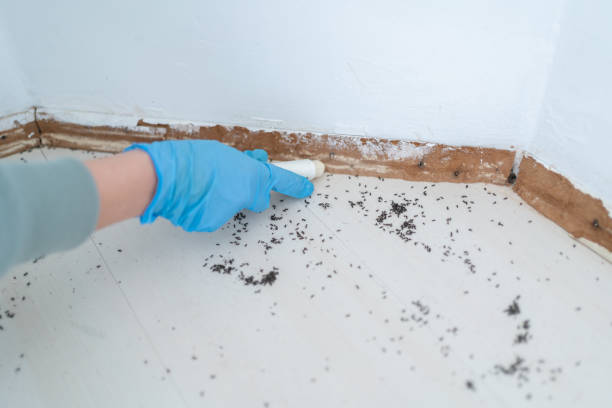 Best Ant Control  in Pleasantville, IA